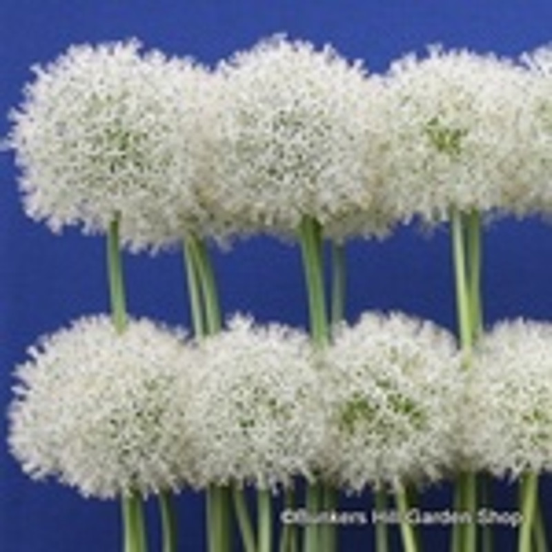 Allium Mount Everest - 3 bulbs