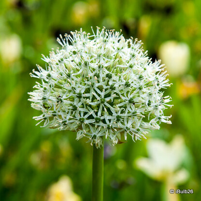 Allium Mount Everest - 6 bulbs