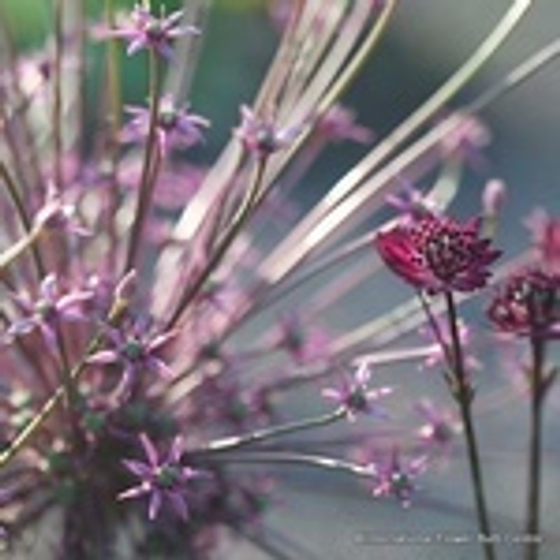 Allium Schubertii - 6 bulbs