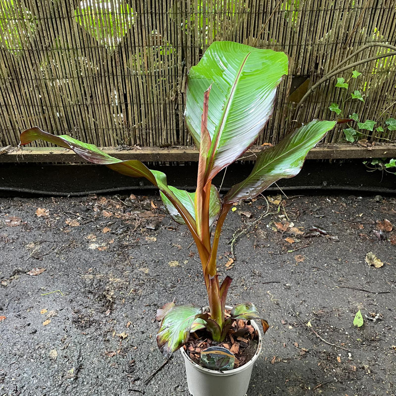 Ensette vent. 'Maurelii'  (Ethiopian Black Banana) (3L)