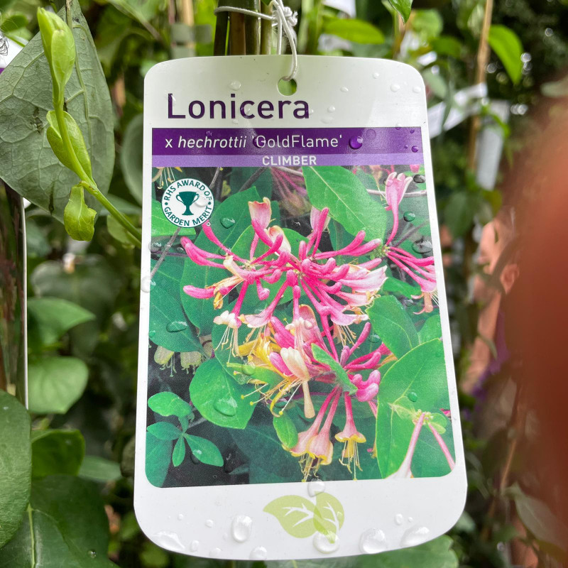 Lonicera 'Gold Flame' (3L)