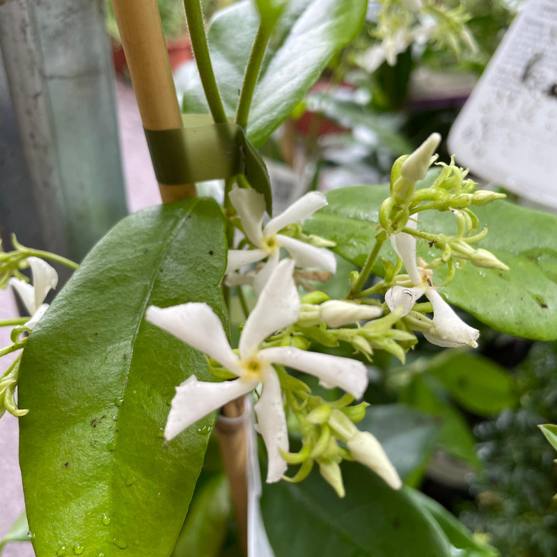 Trachelospurmum Jasminoides 3L