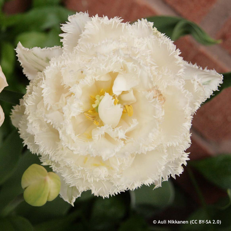 Tulip 'Snow Crystal' (Double Fringed)- PACK of 10 Premium size bulbs