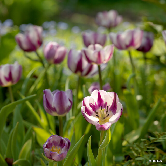 Tulip 'Zurel' (Rembrandt) - PACK of 10 Premium size bulbs