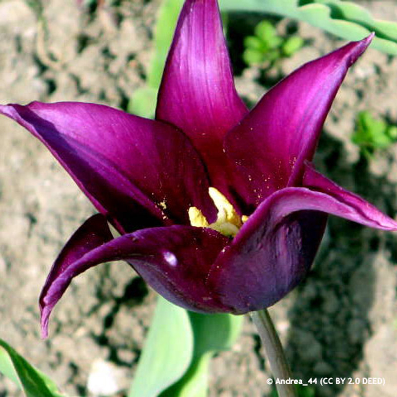 Tulip 'Merlot' (Lily-flowered)- PACK of 10 Premium size bulbs