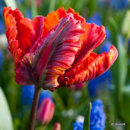 Tulip 'Rasta Parrot' (Parrot) - PACK of 10 Premium size bulbs