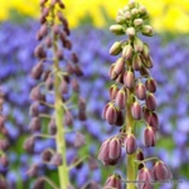 Fritillaria persica - 6 bulbs