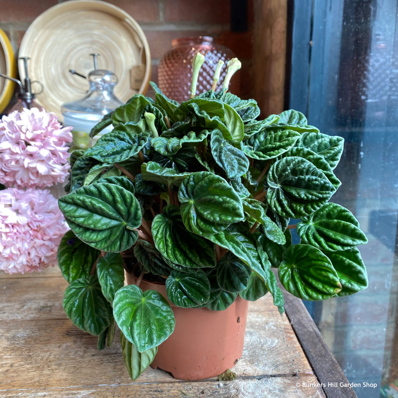 Peperomia caperata 'Lilian'