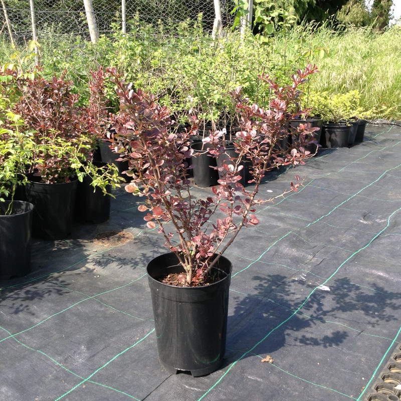 Berberis thunbergii 'Atropurpurea' (Barberry) 40-60cm - 4ltr