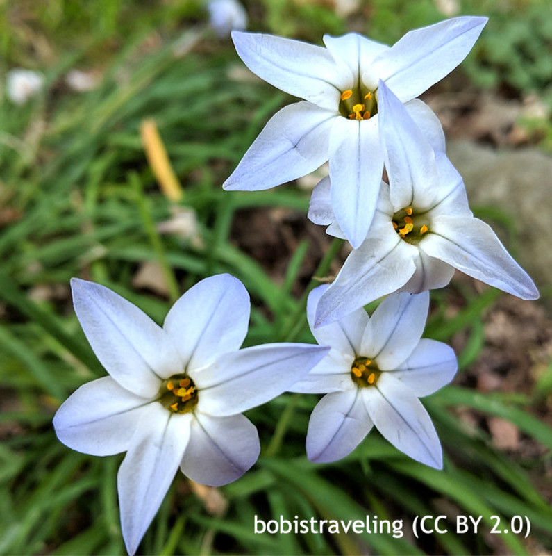 Ipheion 'Wisley Blue' BULK 100 or 250 Bulbs