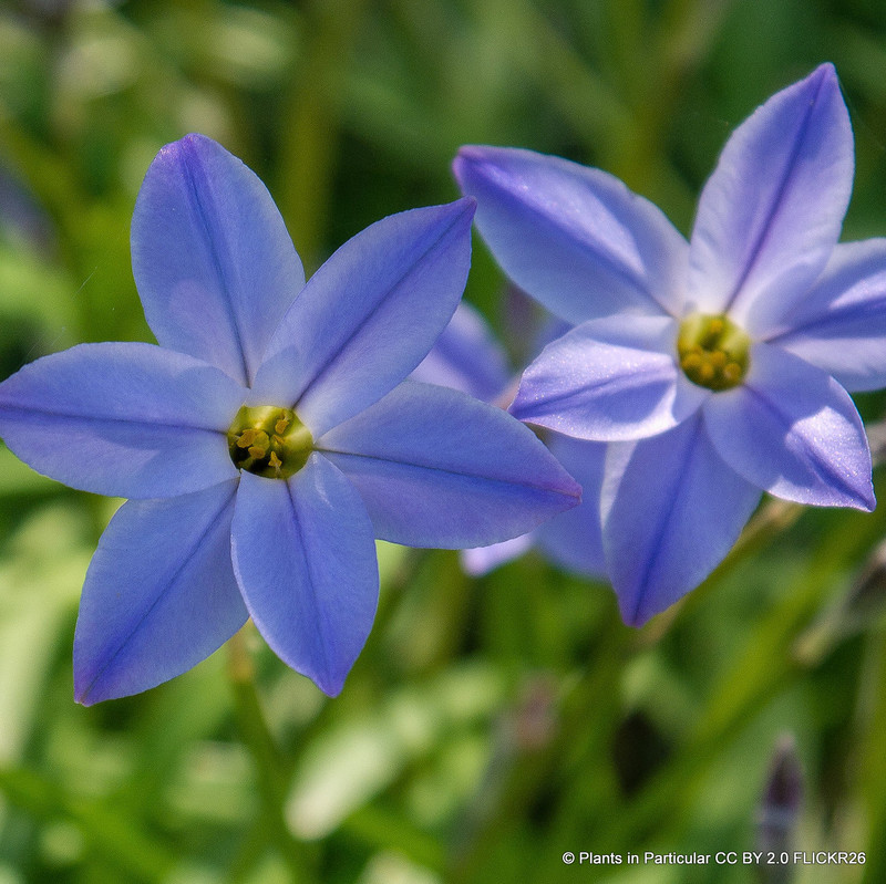 Ipheion 'Wisley Blue'