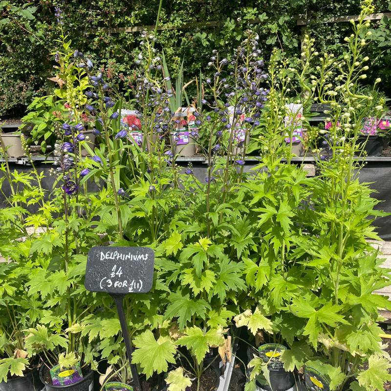 Delphinium Mix 3L