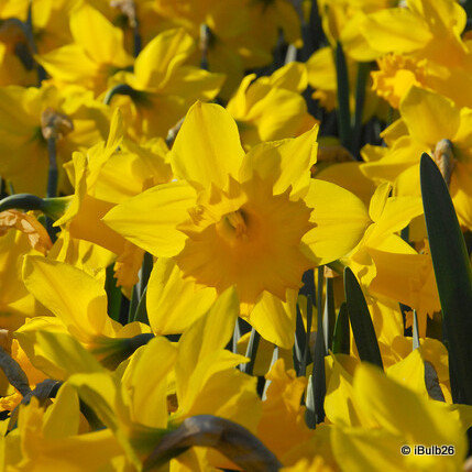 Yellow Trumpet Daffodil 'Standard Value' 1.5kg”