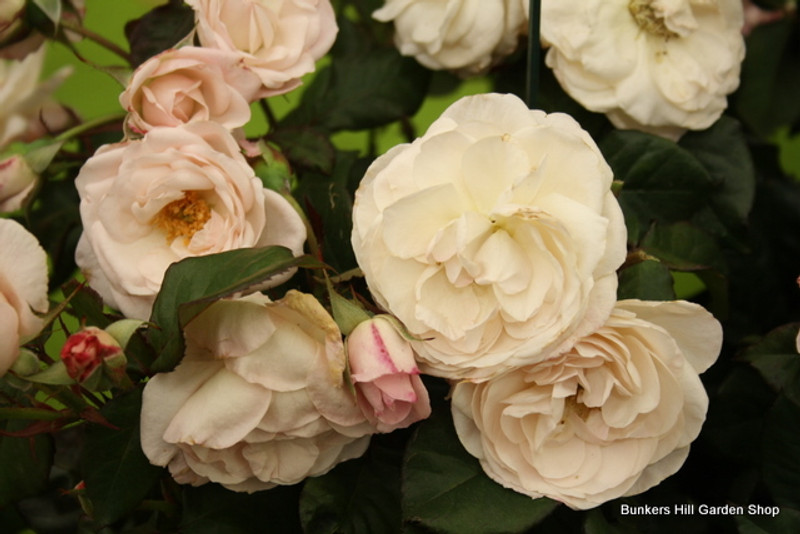 English Miss (Standard Rose)