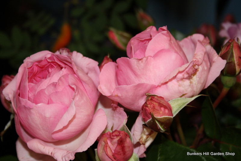 Mum in a Million (Standard Rose)