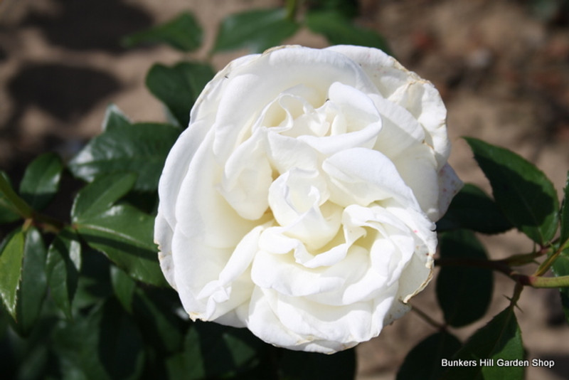 Silver Anniversary - Hybrid Tea (Standard Rose)