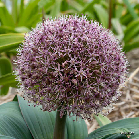 Allium 'Karataviense'