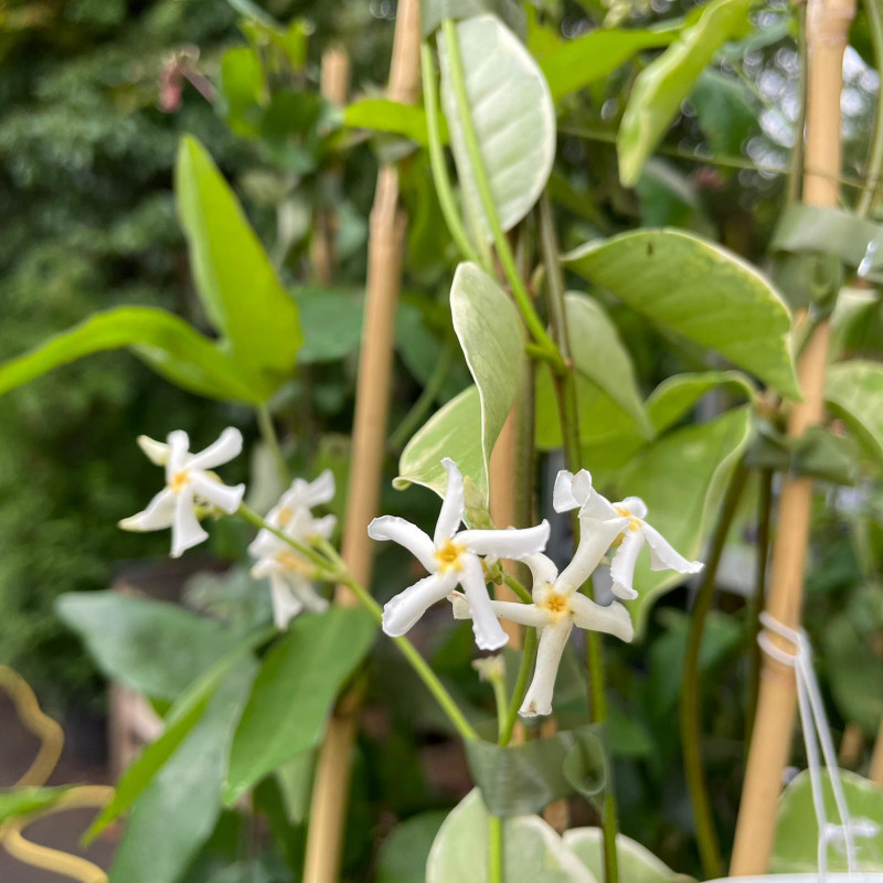 Trachelospernum 'Variegata' (3L)