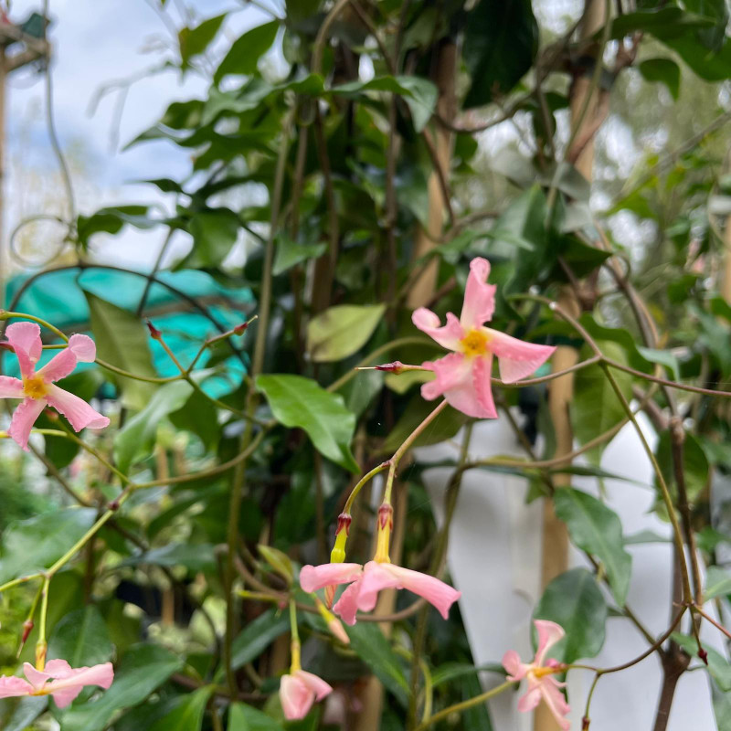 Trachelospernum 'Pink Showers'