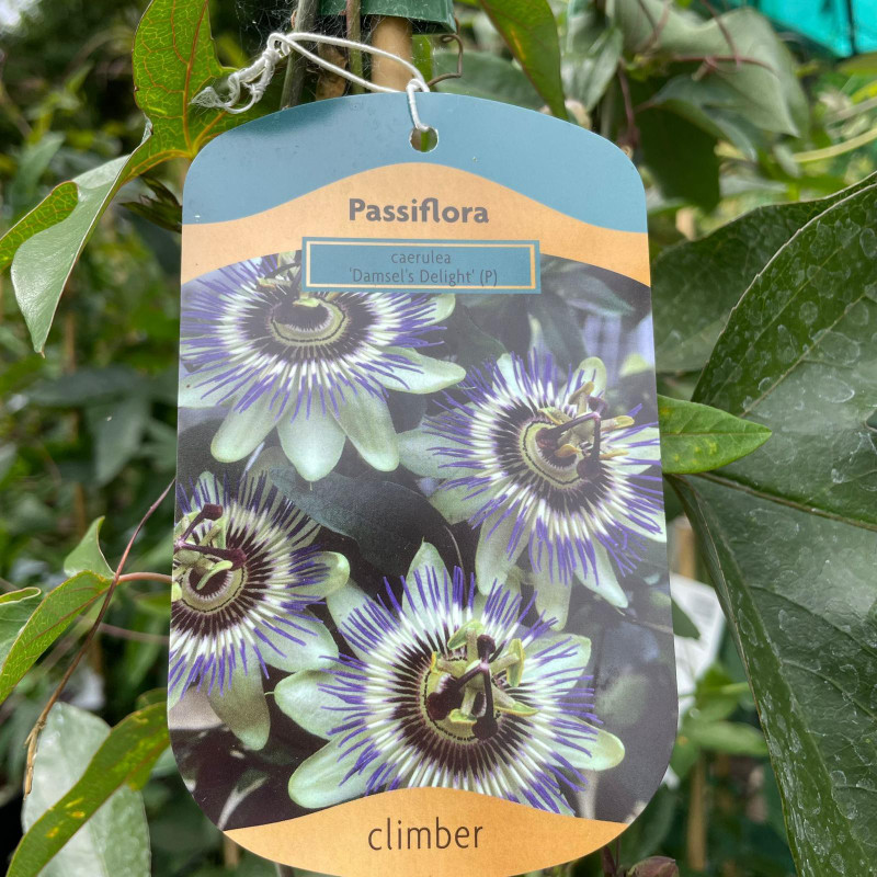 Passiflora caerulea 'Damsels Delight'