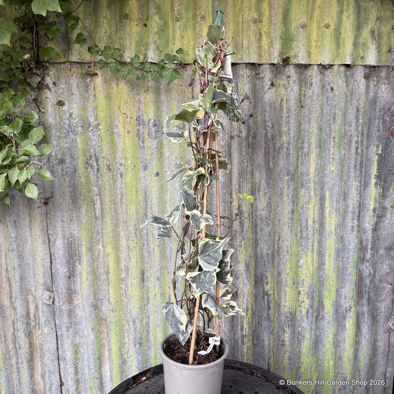 Hedera 'Gloire de Marengo' (3L)