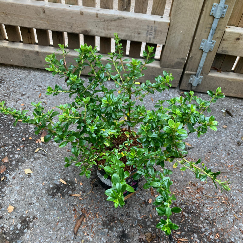 Escallonia 'Apple Blossom' - 2ltr