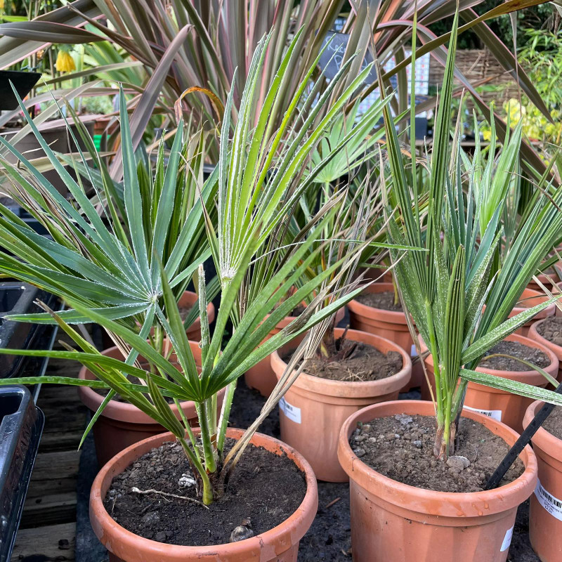 Hardy palm (Chamaerops humilis) SPECIAL