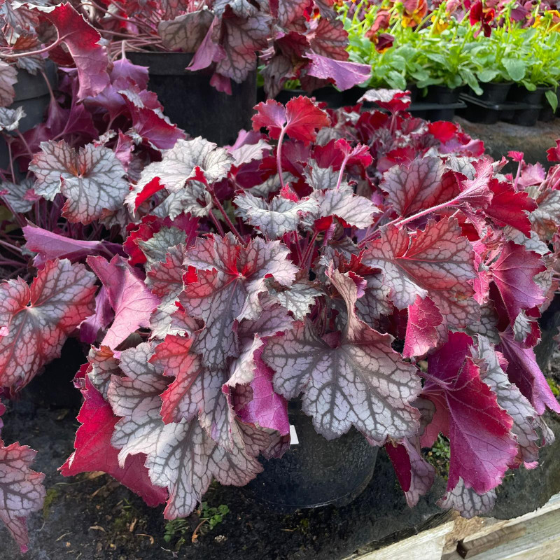 Heuchera BIG