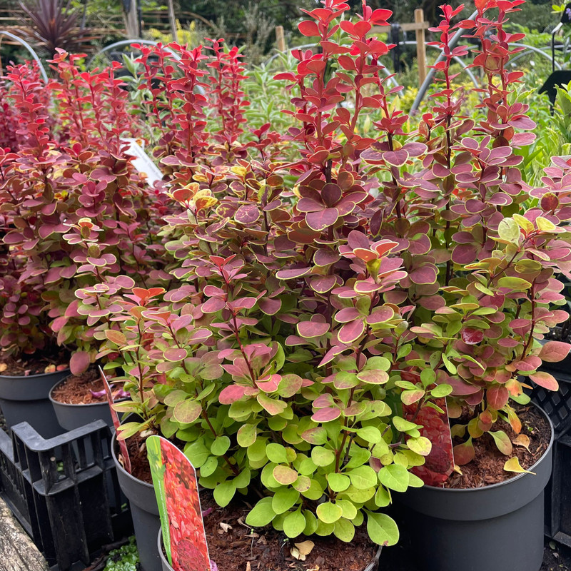 Berberis thun. Orange Sunrise