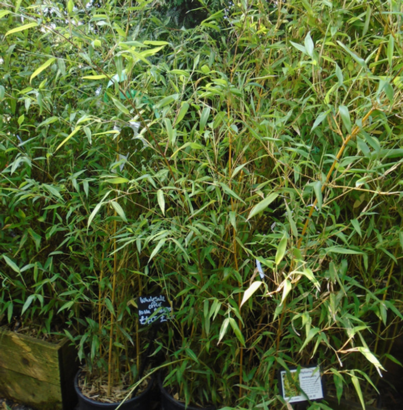 Phyllostachys aureosulcata 'Spectablis' (Yellow Groove Bamboo) 120/140cm