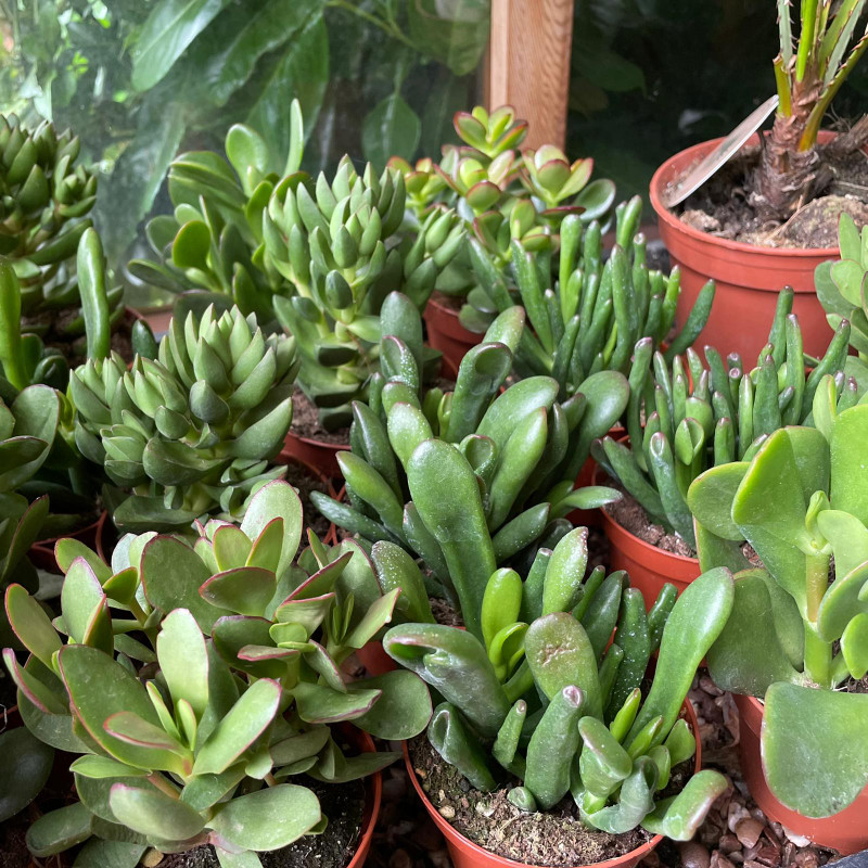 Crassula - mixed varieties