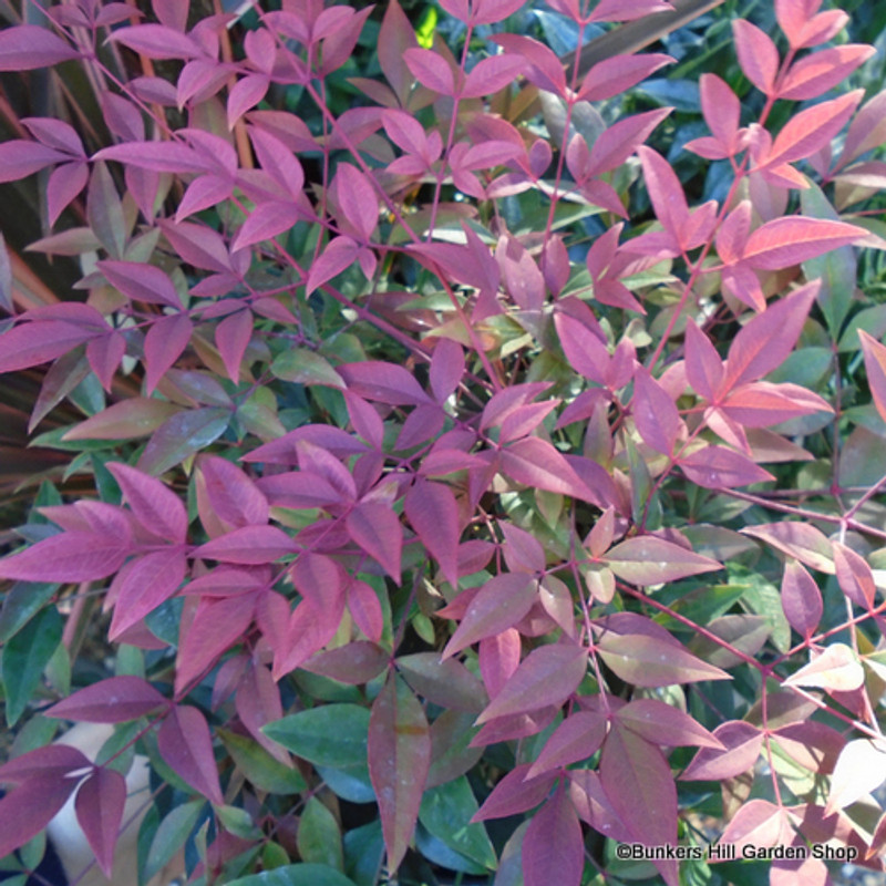 Nandina 'Flirt'