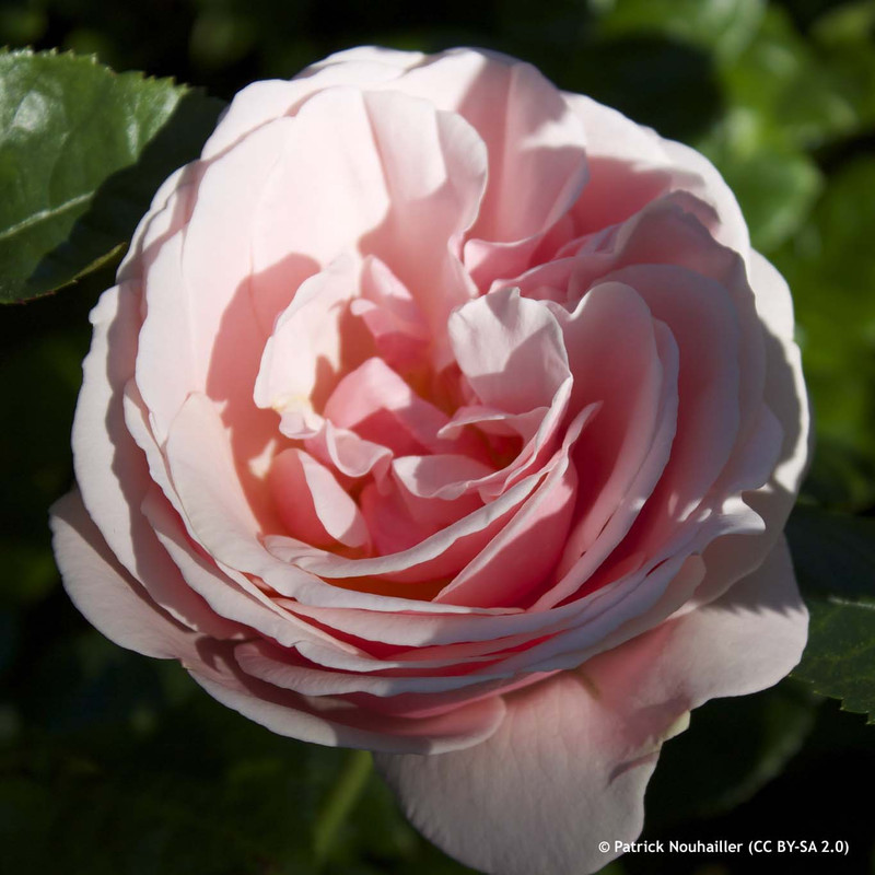 Aphrodite - Hybrid Tea