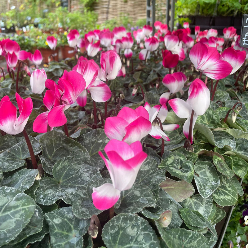 Cyclamen large