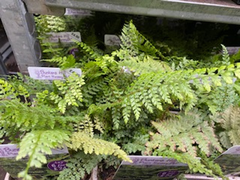 Polystichium setiferum 'Herrenhausen'-1ltr