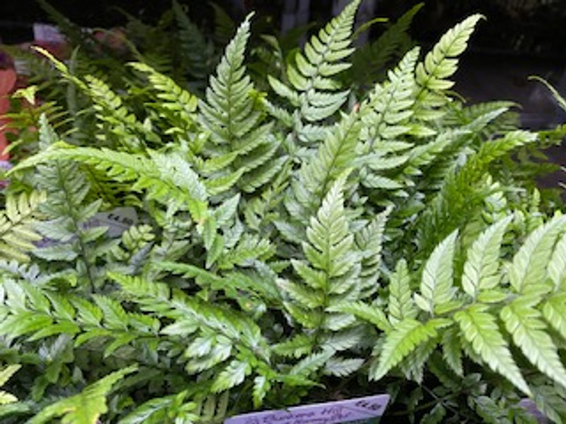 Polystichium tsussimense-1ltr