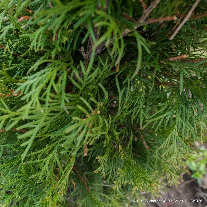 Thuja occidentalis 'Smaragd' 150-175cm rootball