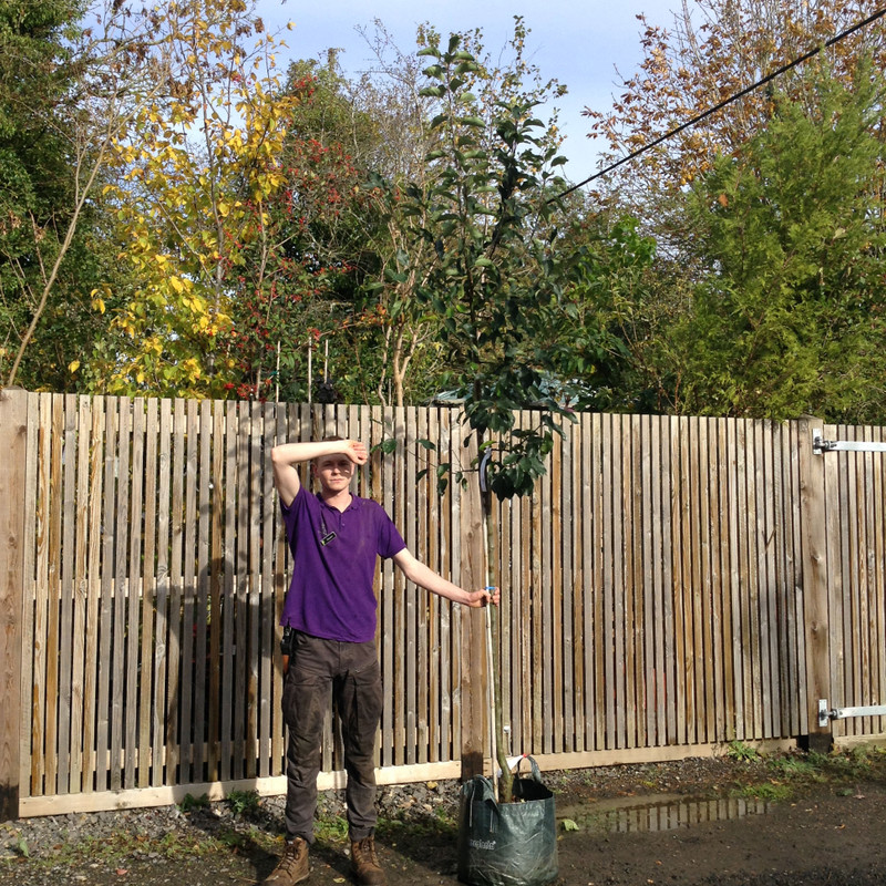 Malus 'John Downie' (Crabapple) - 6/8cm