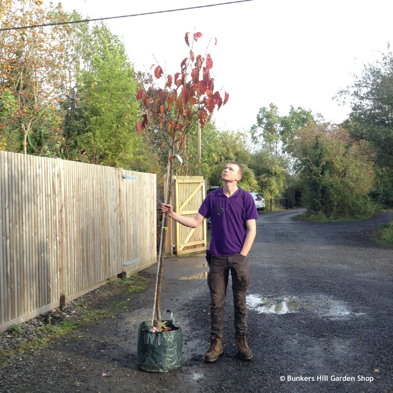 Prunus sargentii - 8/10cm