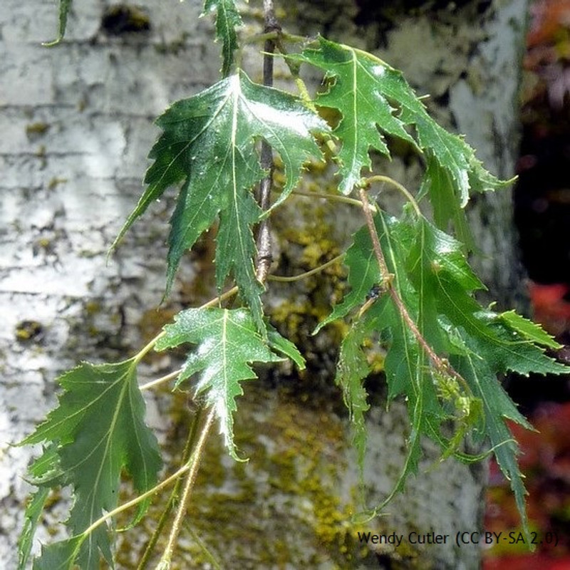 Betula pendula 'Dalecarlica' - 8/10cm