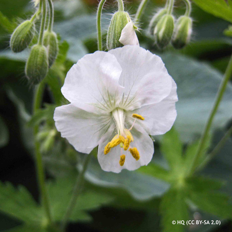 Geranium 'White Ness' 2ltr