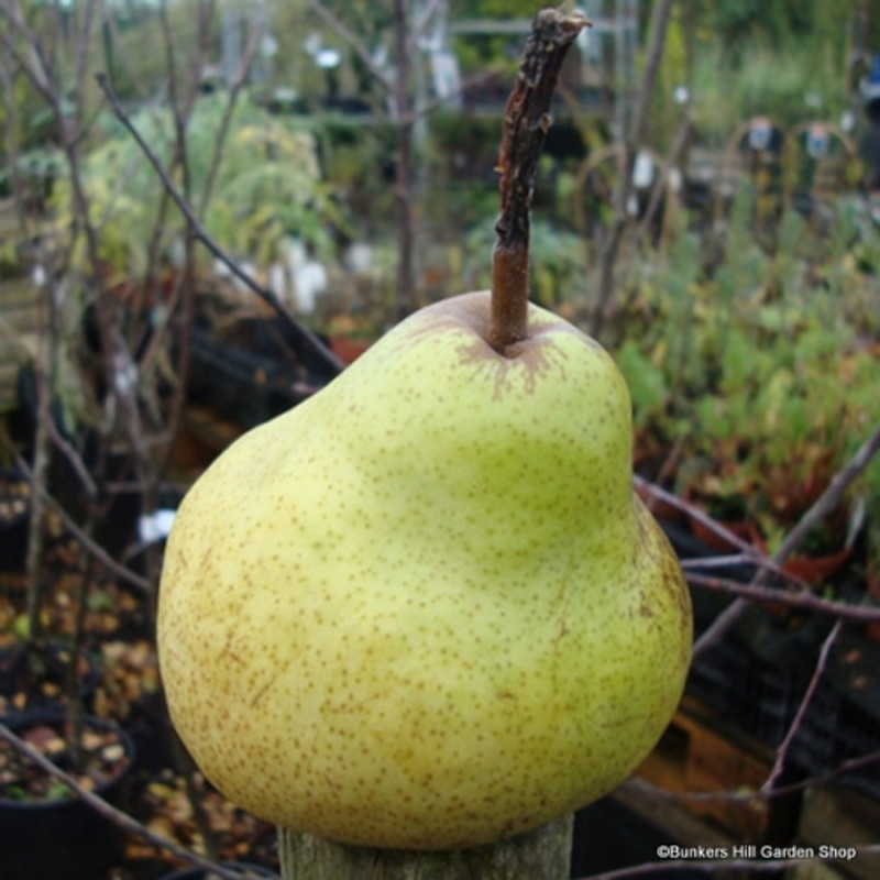 Pear 'Williams bon Chretien' Mature 6/8cm girth (Quince A rootstock)