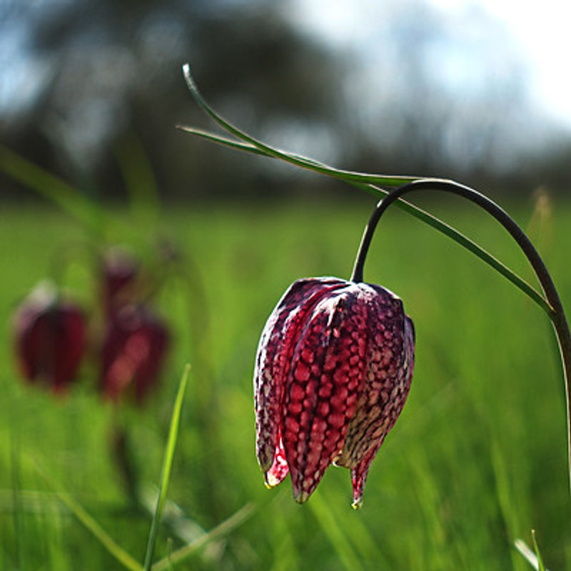 Fritillaria meleagris (9cm)