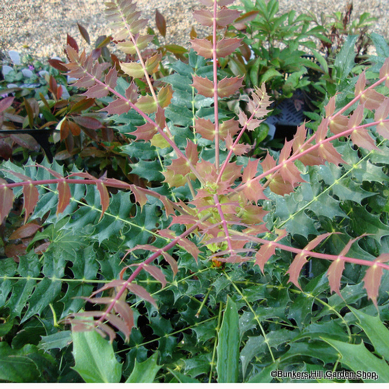 Mahonia 'Winter Sun' - 3ltr