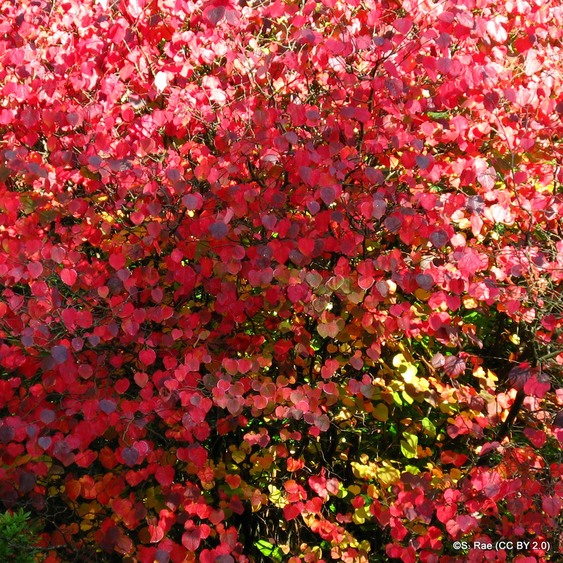 Cercidiphyllum japonicum 200-225cm (Katsura Tree) - 77L