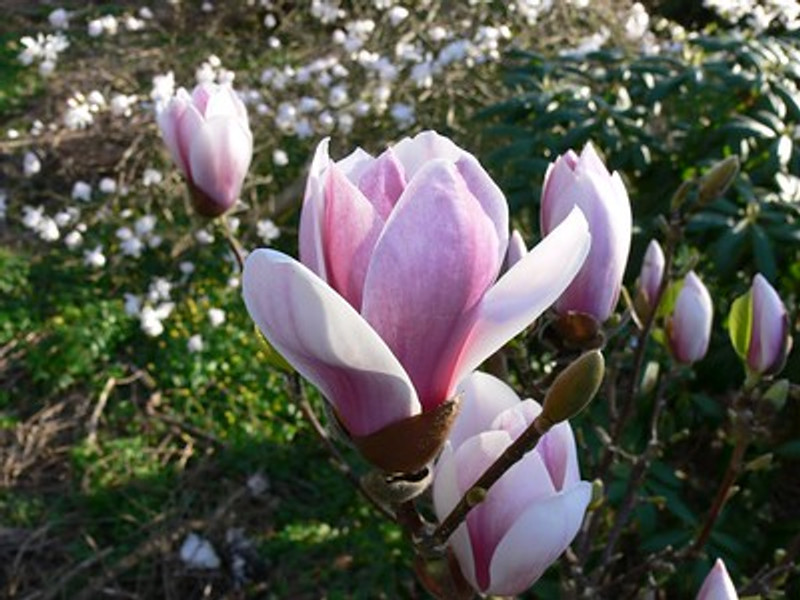 Magnolia Satisfaction - 3L