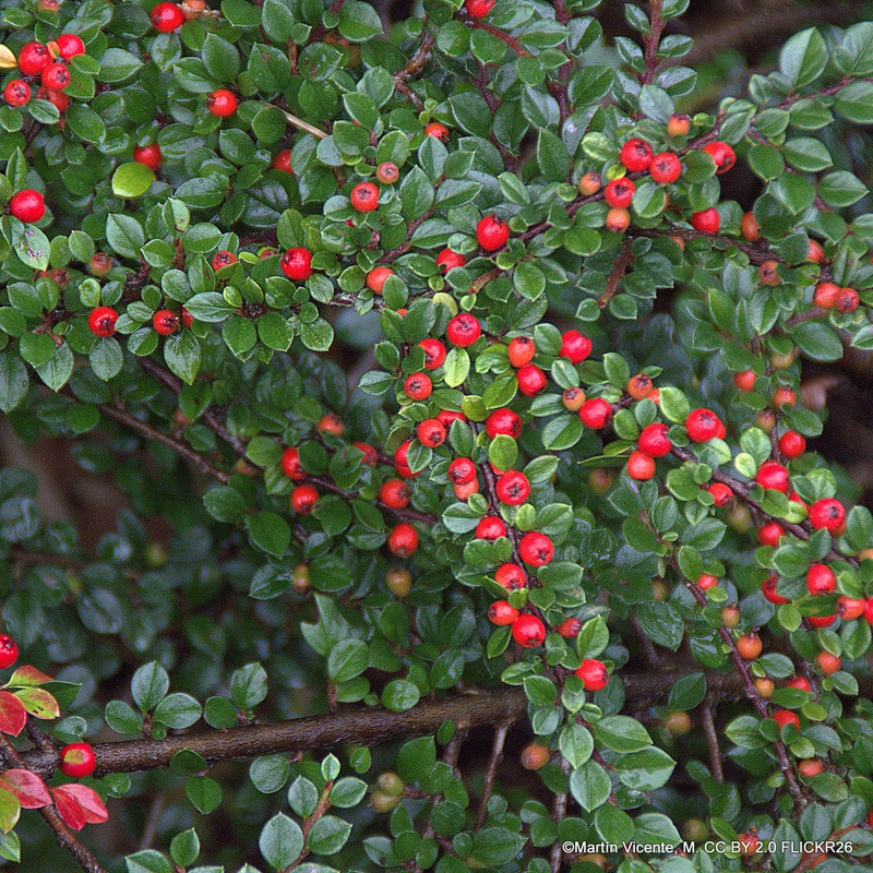 Cotoneaster horizontalis 3L