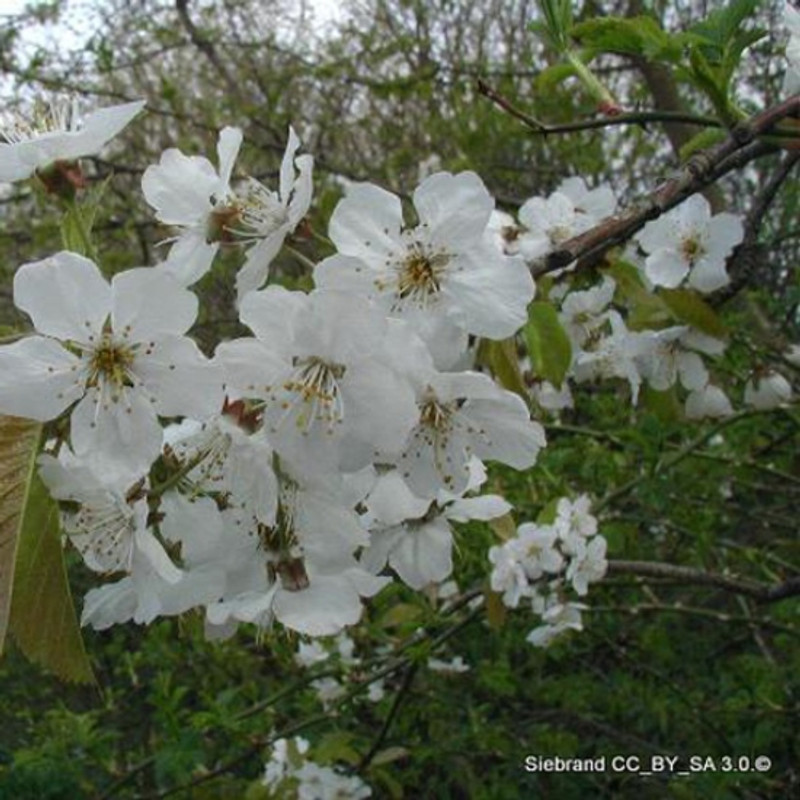 Prunus avium (Wild Cherry) 3-4ft/15ltr