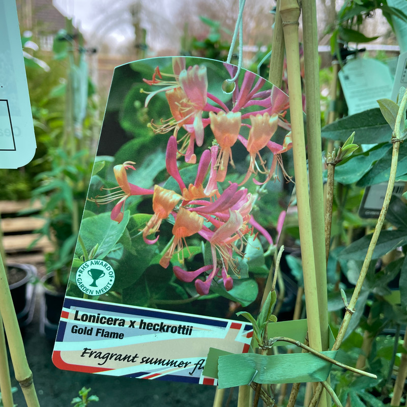 Lonicera 'Gold Flame' 2L