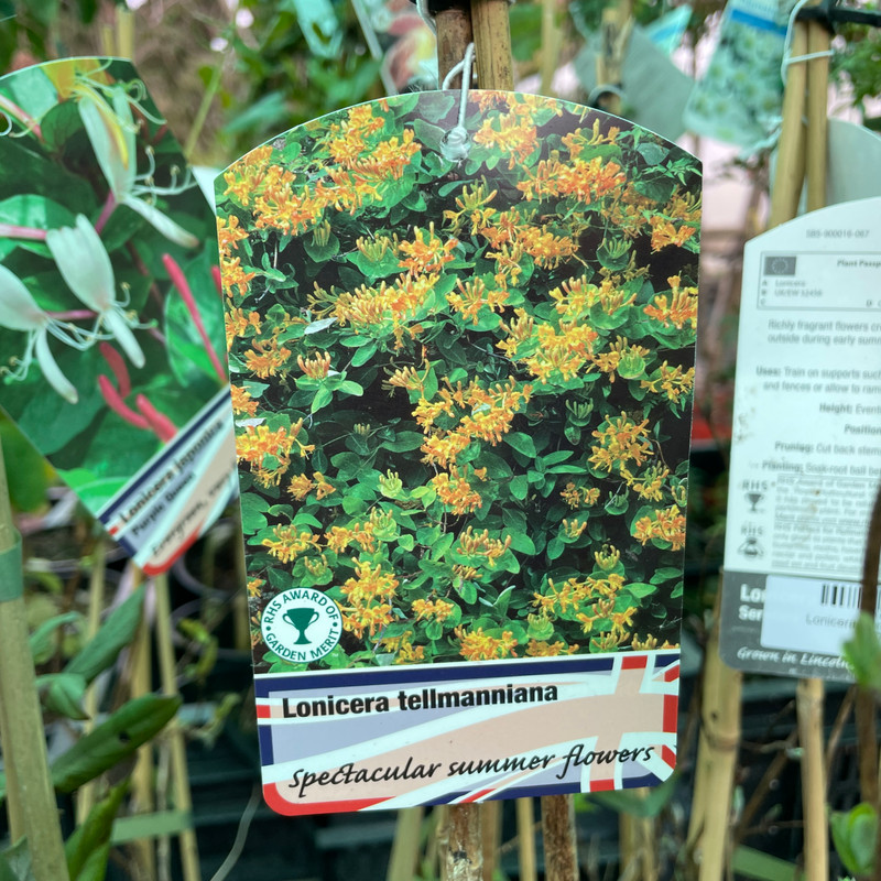 Lonicera tellmanianna 2L